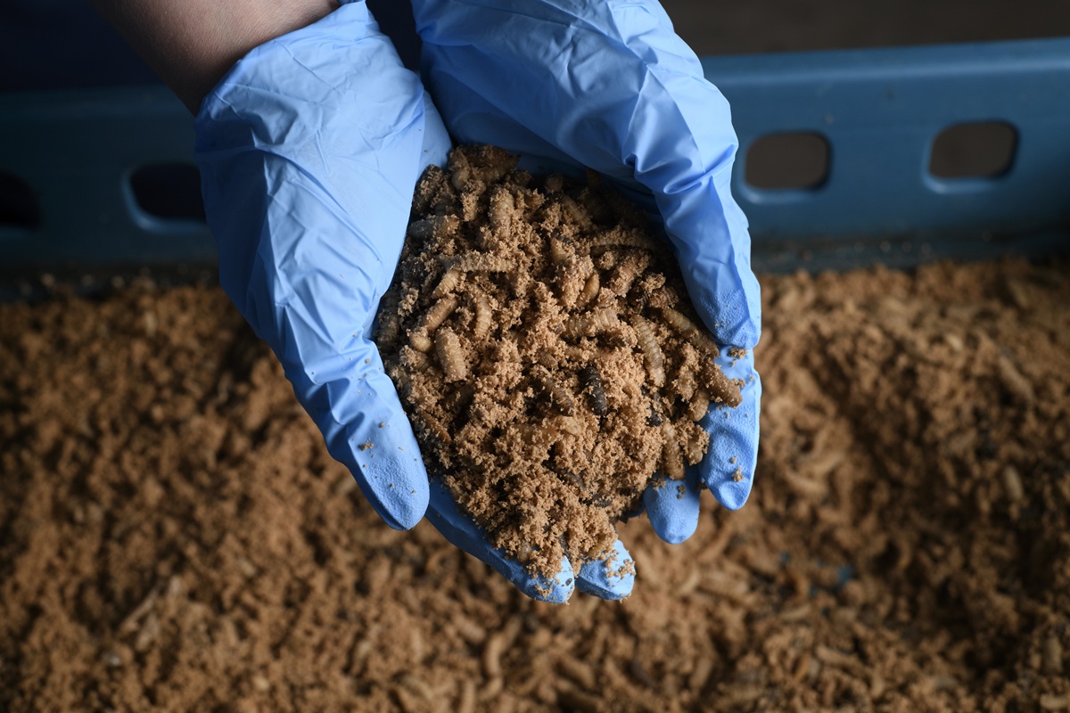 Nasekomo team handling Black Soldier Fly larvae in a controlled production environment